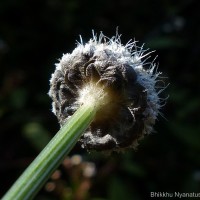 Eriocaulon philippo-coburgii Szyszyl. ex Wawra